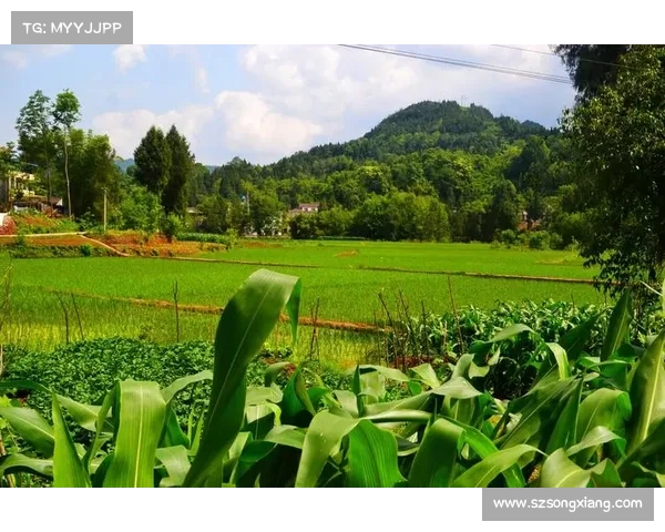 小满时节畅游乡村感受自然之美,品味田园风光与季节变换的独特魅力 小满时节畅游乡村感受自然之美,品味田园风光与季节变换的独特魅力